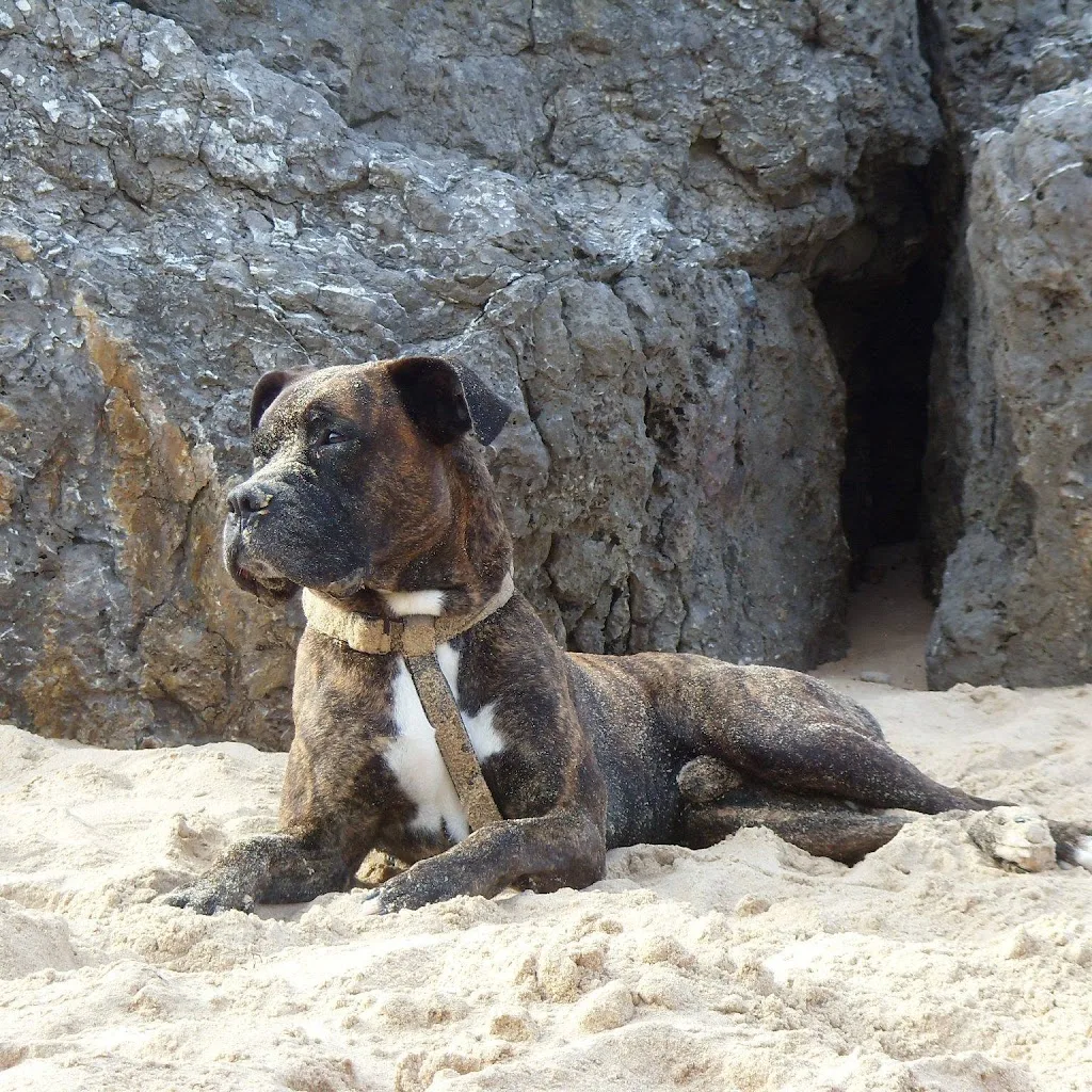 Les Canins de l'Ouest - photo 4