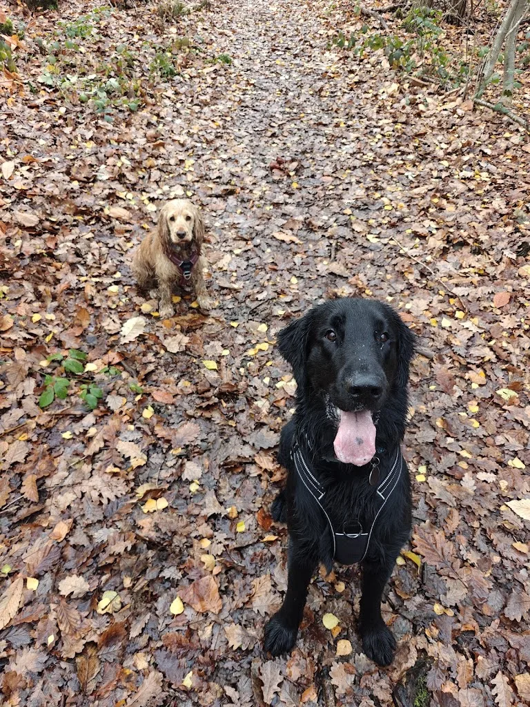 Comme Chiens et Chats - Éducateur Comportementaliste et Pet Sitter - photo 1