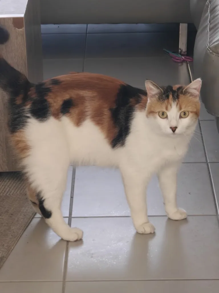 Comme Chiens et Chats - Éducateur Comportementaliste et Pet Sitter - photo 3