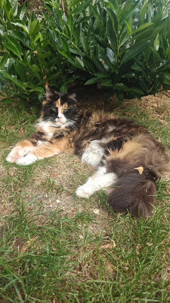 Comme Chiens et Chats - Éducateur Comportementaliste et Pet Sitter - photo 4