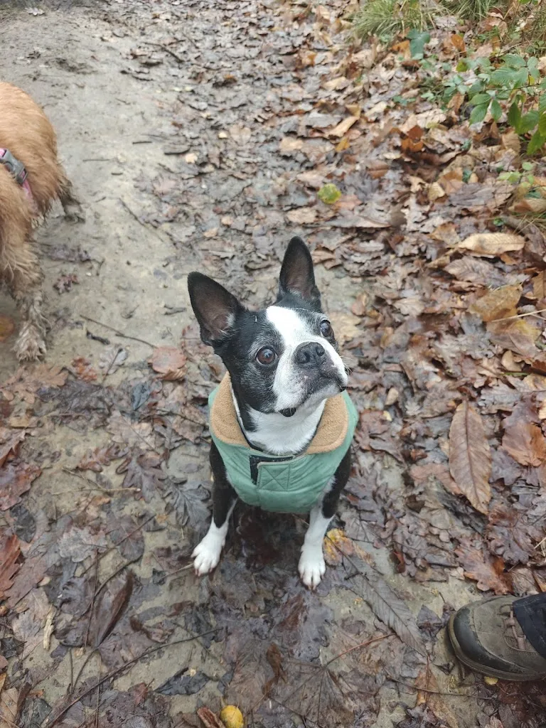 Comme Chiens et Chats - Éducateur Comportementaliste et Pet Sitter - photo 5