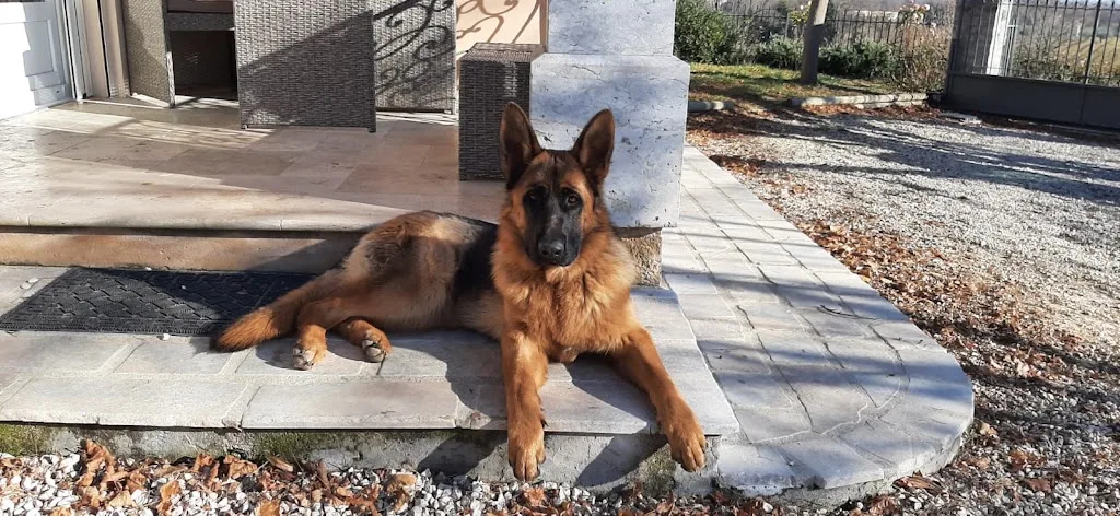 Les bonnes Many - éducatrice comportementaliste canin - photo 4