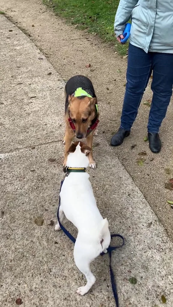 Kiffepaws Educ - Educateur comportementaliste canin - photo 2