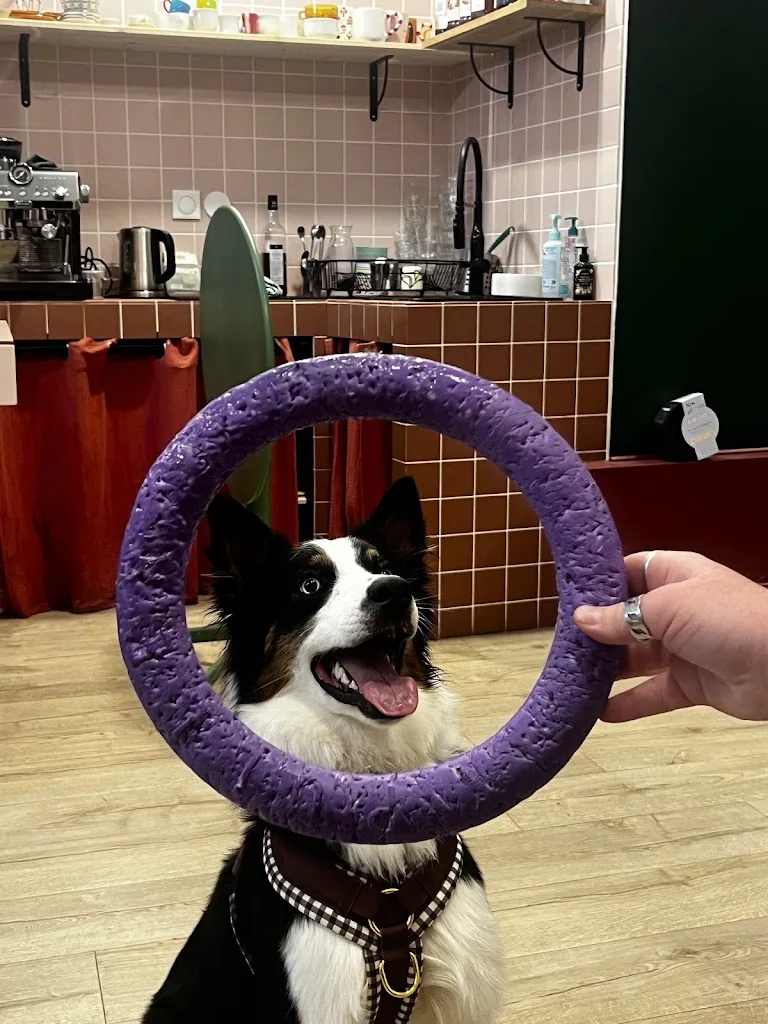 Looky Dog - Éducateur Canin Comportementaliste Grenoble - photo 1