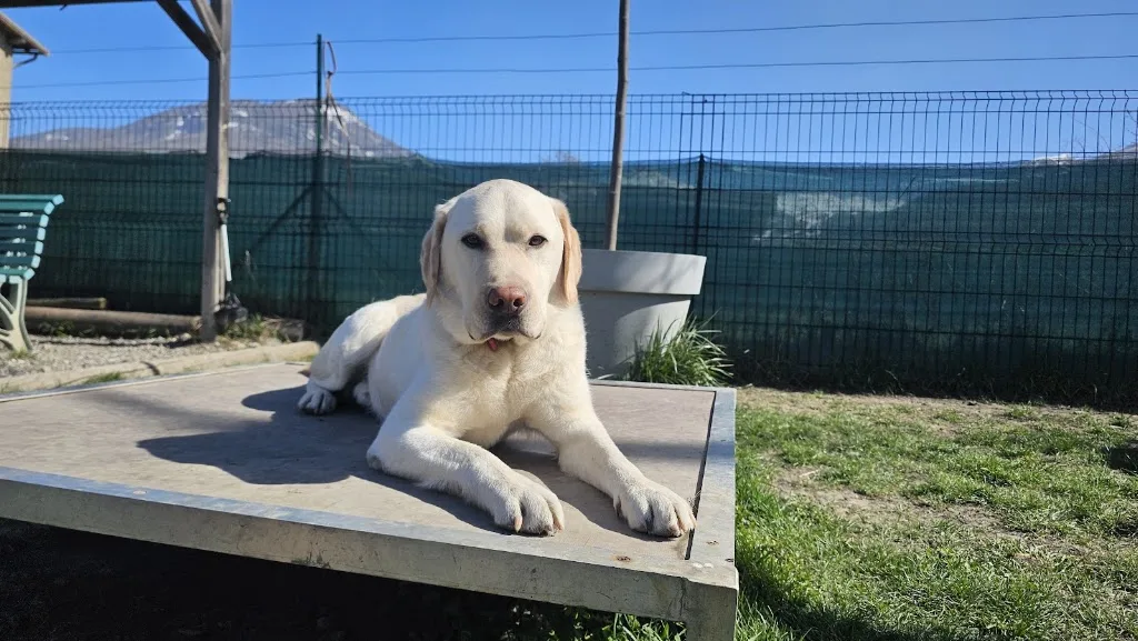 E=mc DOG - photo 1