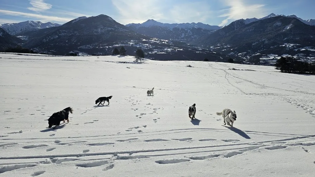 E=mc DOG - photo 5