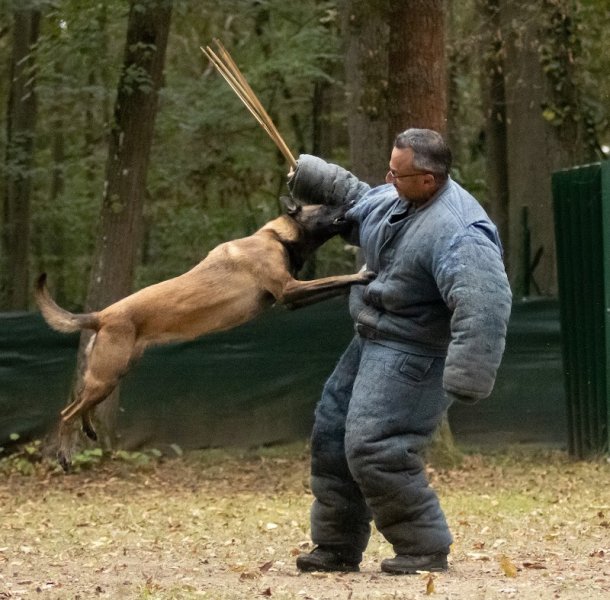 Club canin de l'Isle Adam - photo 2