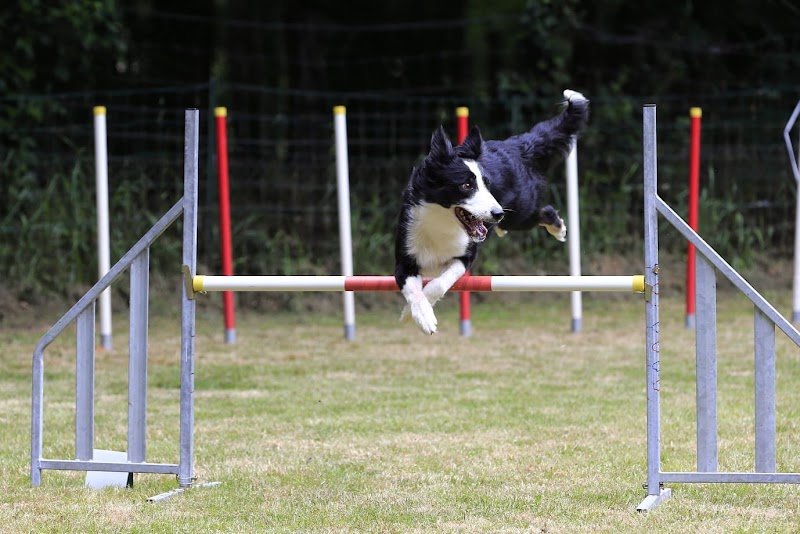 Club canin de l'Isle Adam - photo 3