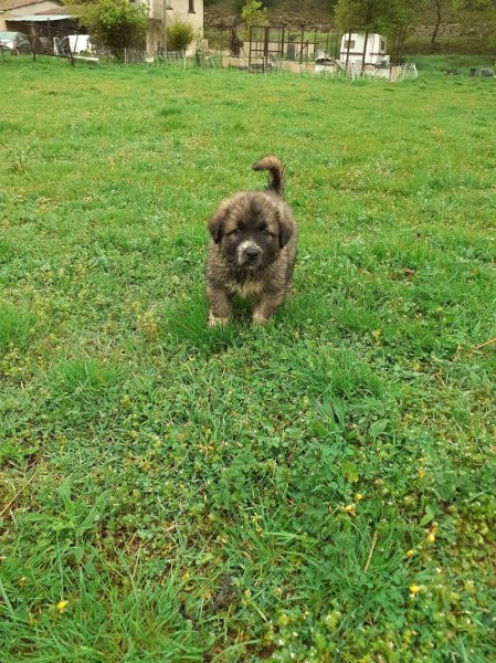 Club Canin Philippe Moguez