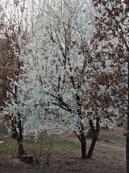 Club Canin Philippe Moguez - photo 3