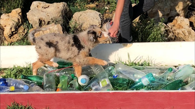 École du Chiot et du Chien | Chiari Gisèle