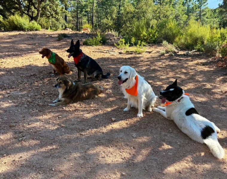 École du Chiot et du Chien | Chiari Gisèle - photo 2