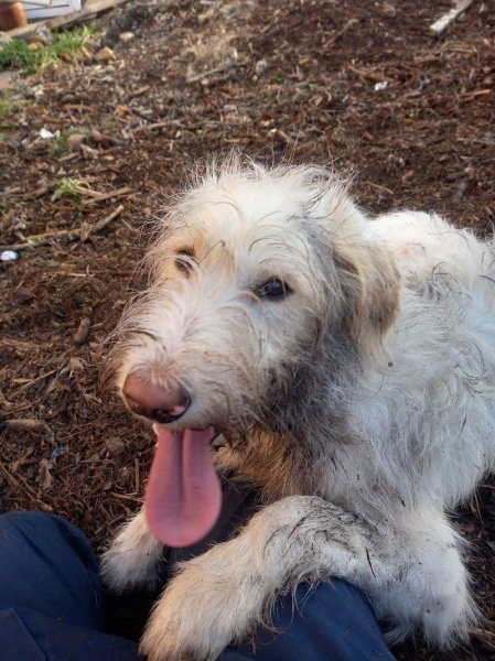 Coach Canin 83 - photo 3