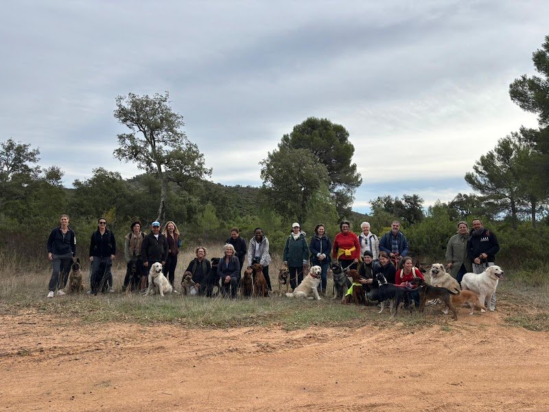 My Dog School - photo 3