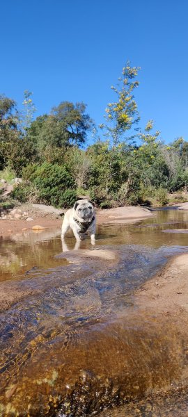 Uni O Canin - photo 3