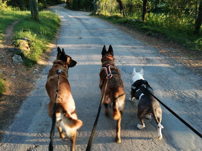 Educateur canin Humanocanis