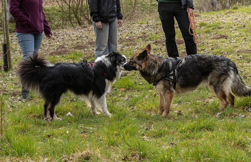 Flair-Play éducation canine - photo 2