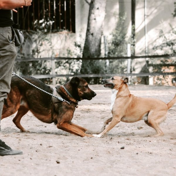 Dog & Trainer - photo 3