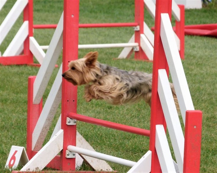 Esterel Club d'Education Canine de Fréjus