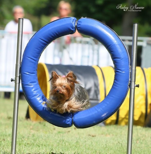 Esterel Club d'Education Canine de Fréjus - photo 2