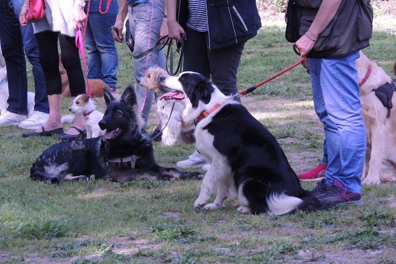 Esterel Club d'Education Canine de Fréjus - photo 3