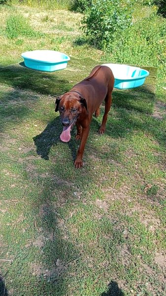 Pension Éducation canine Bras