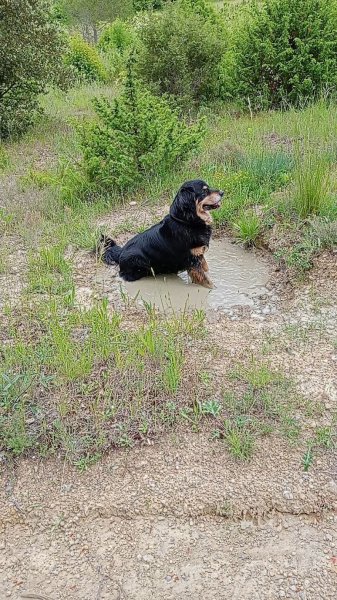 Pension Éducation canine Bras - photo 2