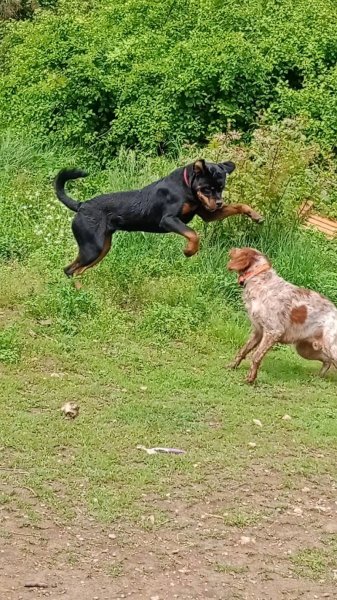 Pension Éducation canine Bras - photo 3