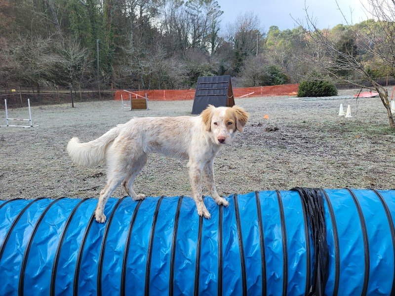 Rebelle dogs educateur et pension canine - photo 2