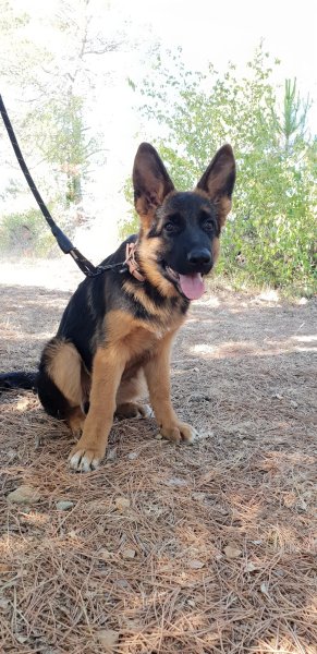 Centre D'education Canine Saint Maximin