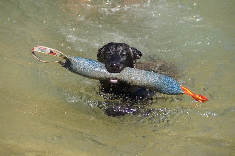Centre D'education Canine Saint Maximin - photo 3