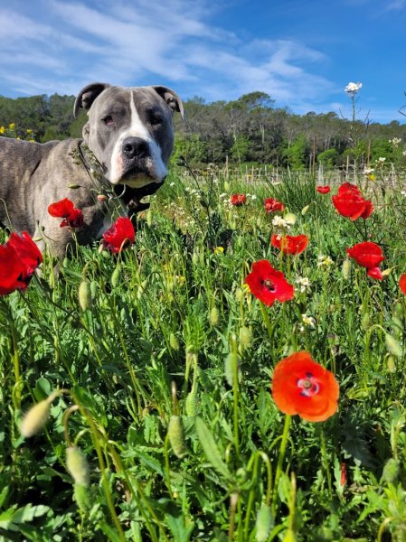 Elodogs - comportementaliste et éducatrice canine - photo 3