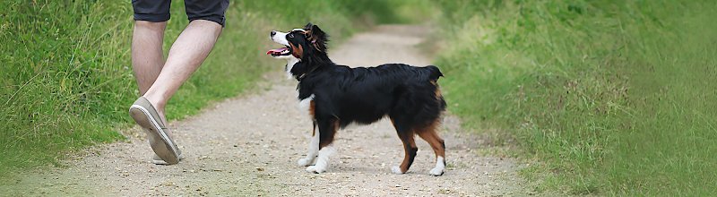 CynoFeel - Education & Comportement Canin