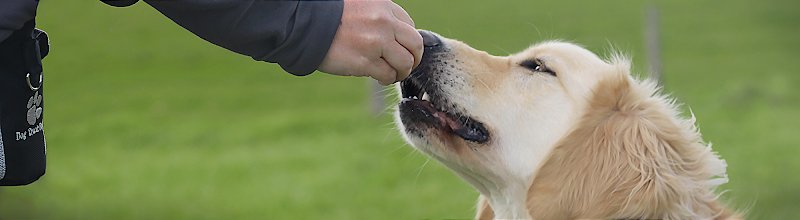 CynoFeel - Education & Comportement Canin - photo 3