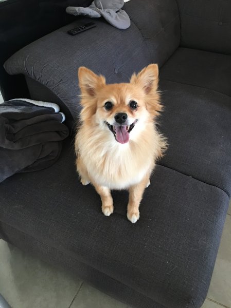 LE MAÎTRE EN LAISSE ÉDUCATION CANINE 83 - photo 2