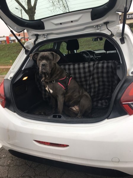 LE MAÎTRE EN LAISSE ÉDUCATION CANINE 83 - photo 3