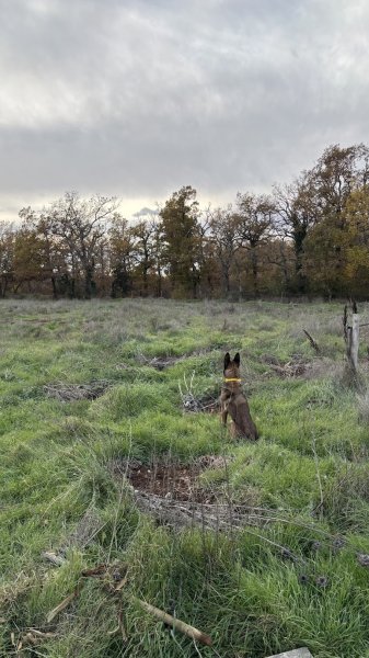 SYM DOG AVENTURES - photo 2