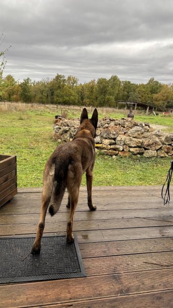 SYM DOG AVENTURES - photo 3