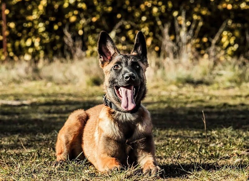 ÉDUC' NANS - Coach canin - Éducateur canin