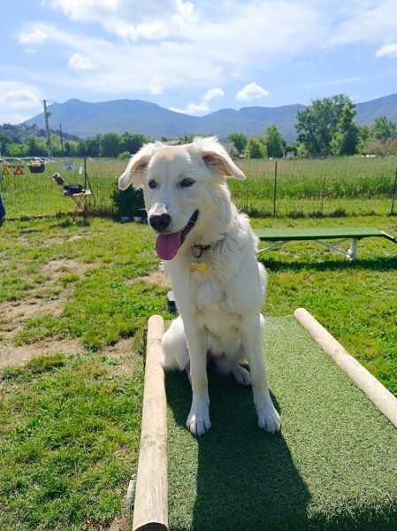 STEPHANIE DELL'ANNO Education Canine Trets ECT ® - photo 3