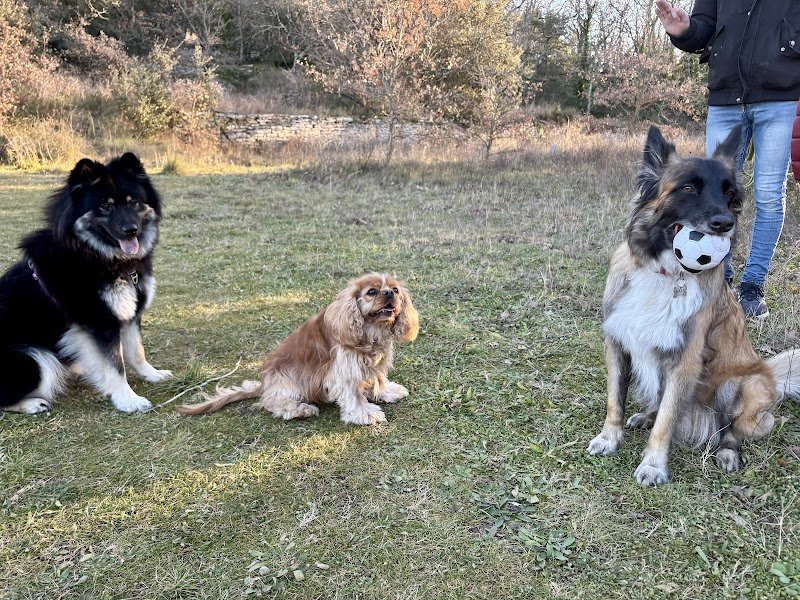 Canidilik l Education et comportement canin - photo 1