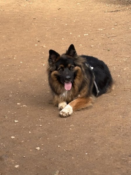 Canidilik l Education et comportement canin - photo 2