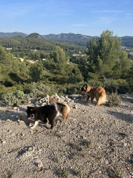 Canidilik l Education et comportement canin - photo 3