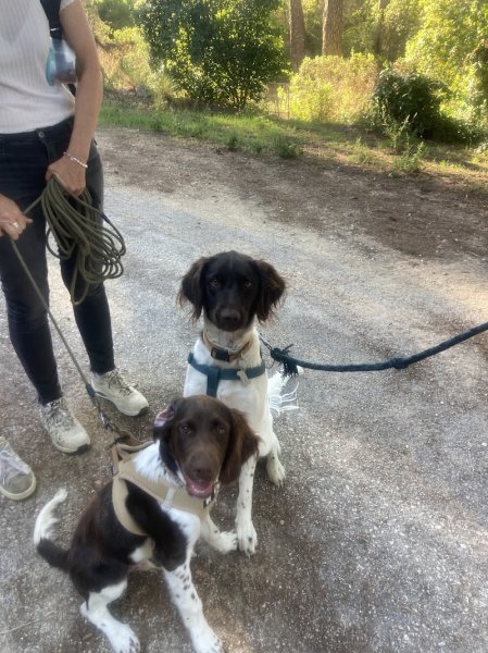 EDUCATEUR CANIN LA MAIN DANS LA PATTE - photo 1