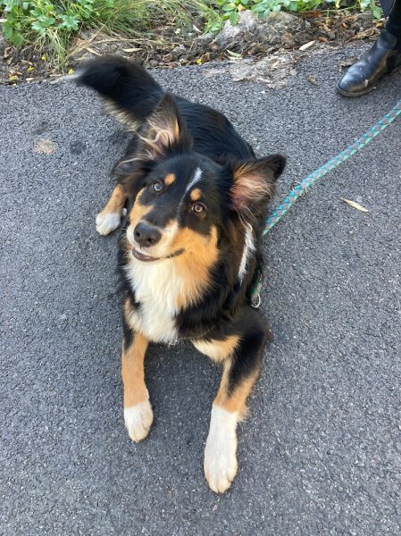 EDUCATEUR CANIN LA MAIN DANS LA PATTE - photo 3