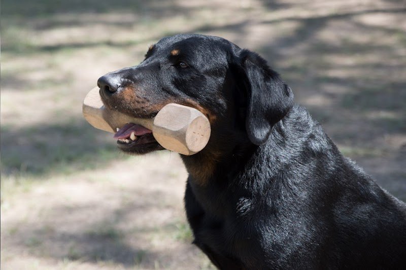 Centre d'éducation canine de Valdonne - photo 1