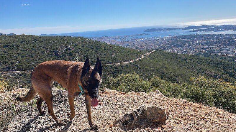 Symbiose Éducateur Canin spécialisé au comportement & psychologie animale - photo 2