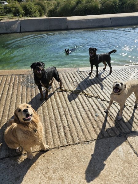 Symbiose Éducateur Canin spécialisé au comportement & psychologie animale - photo 3
