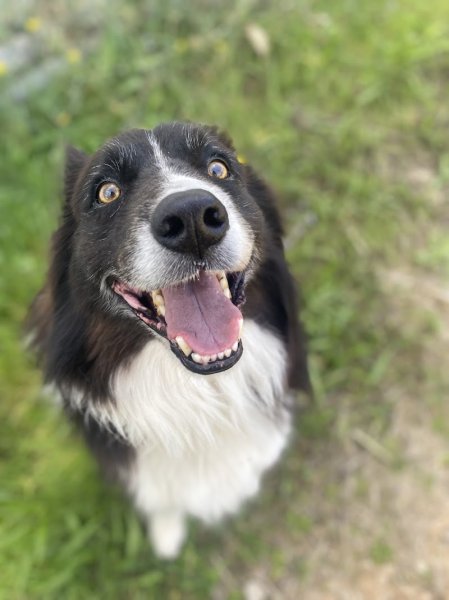 Auprès d’une Patte – Éducateur comportementaliste canin Brignoles & Centre Var – Visites à domicile - photo 2