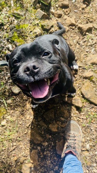 Auprès d’une Patte – Éducateur comportementaliste canin Brignoles & Centre Var – Visites à domicile - photo 3